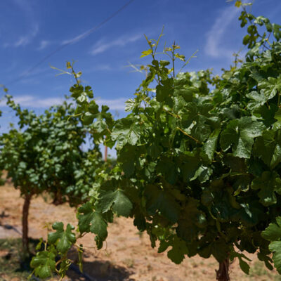 Canchones  Vineyard- Vino del Desierto